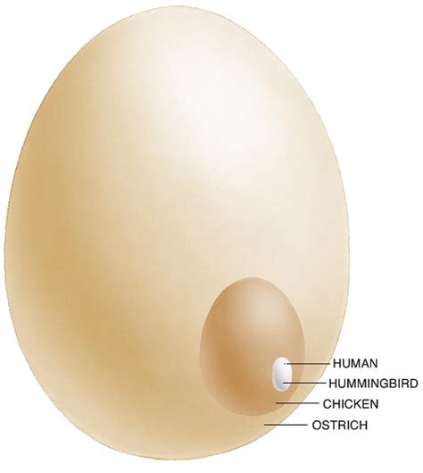 human egg visible|Cell Size and Scale